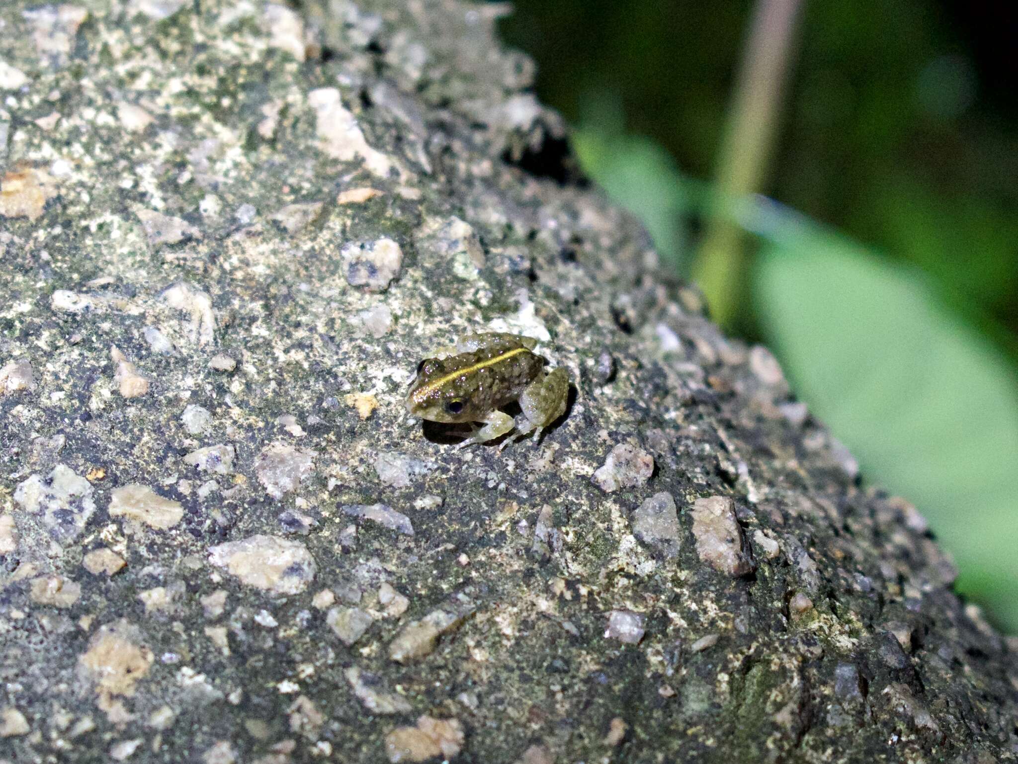 Fejervarya multistriata (Hallowell 1861)的圖片