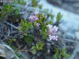 Plocama calabrica (L. fil.) M. Backlund & Thulin的圖片