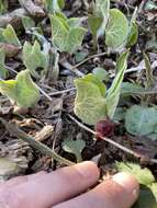 Image of Asarum canadense var. canadense