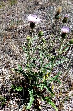 Image of Tracy's Thistle