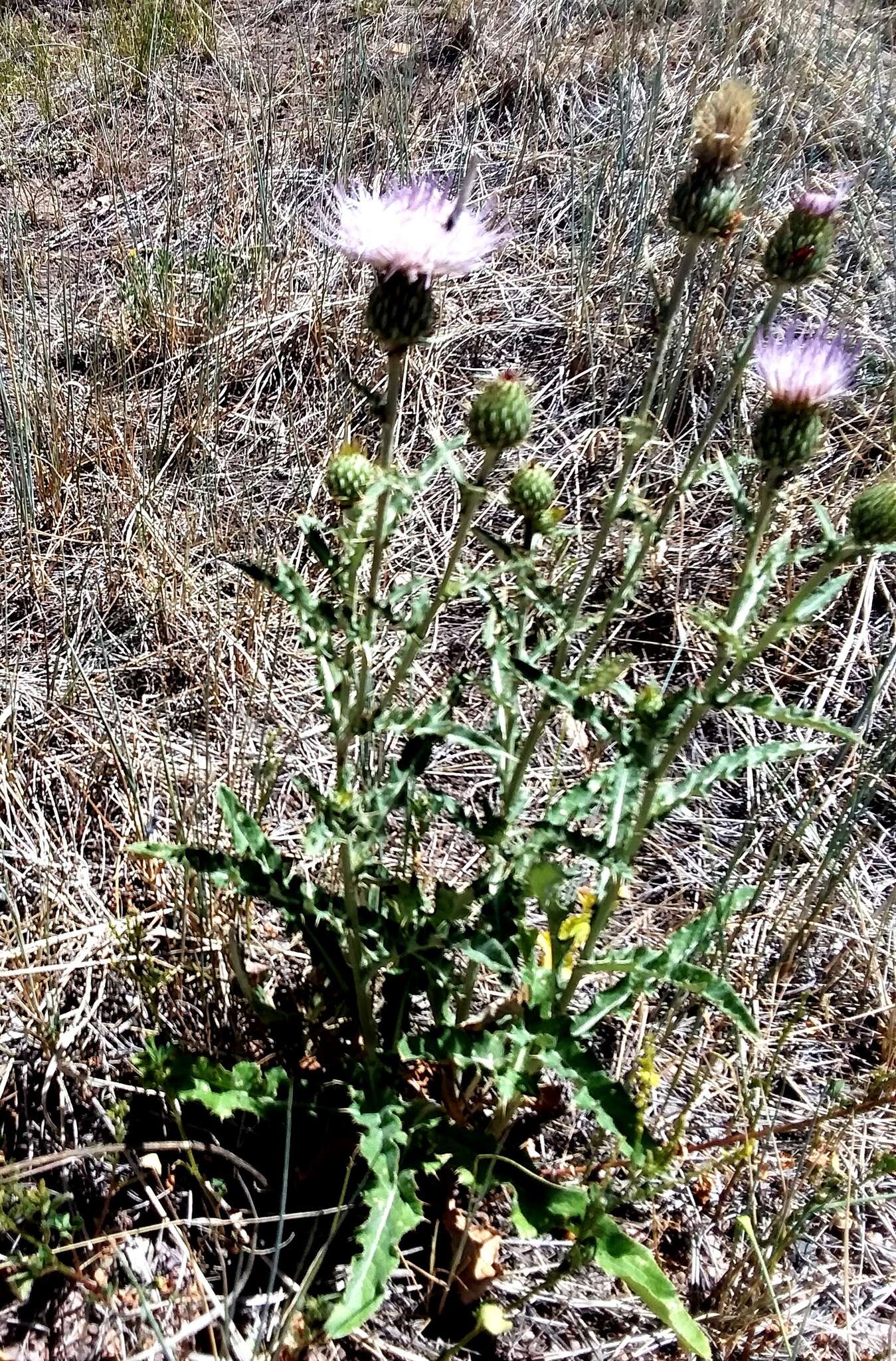 صورة Cirsium tracyi (Rydb.) Petr.