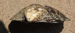 Image of Rough Maple Leaf Pearly Mussel