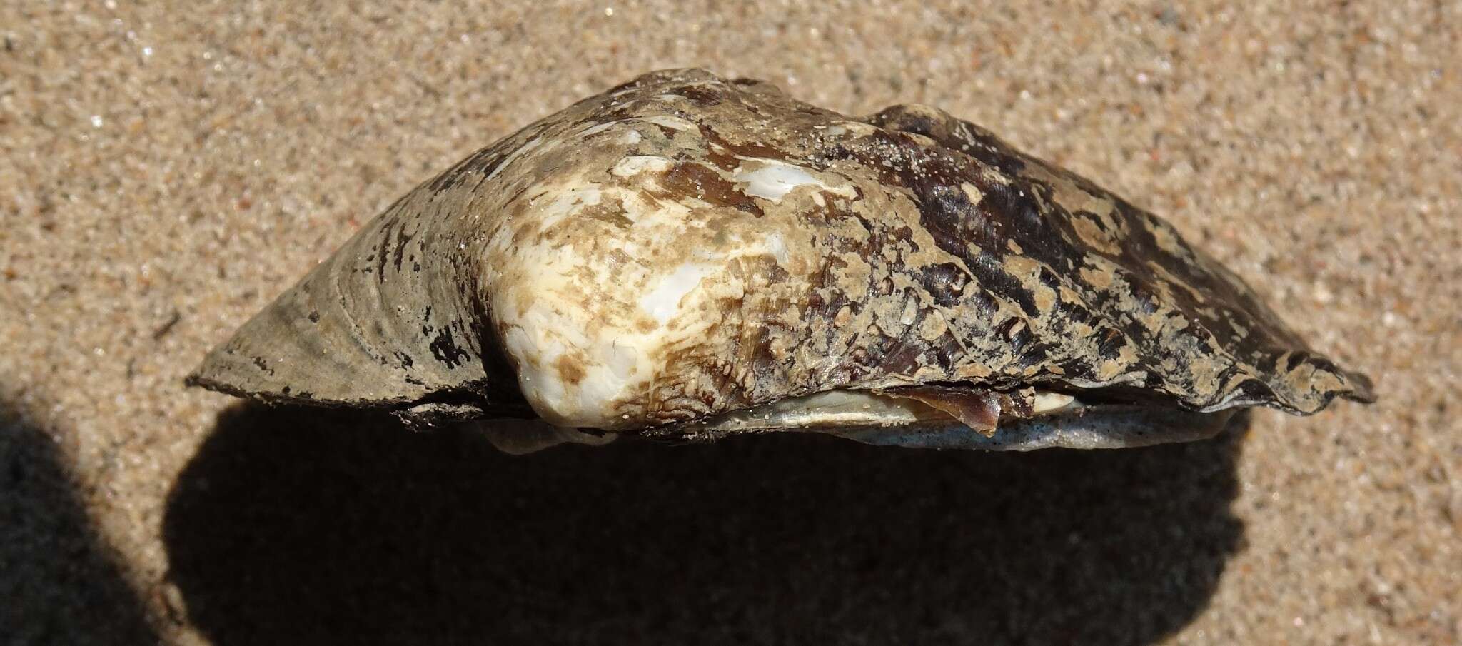 Image of Rough Maple Leaf Pearly Mussel