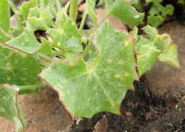 Plancia ëd Senecio oxyriifolius subsp. oxyriifolius