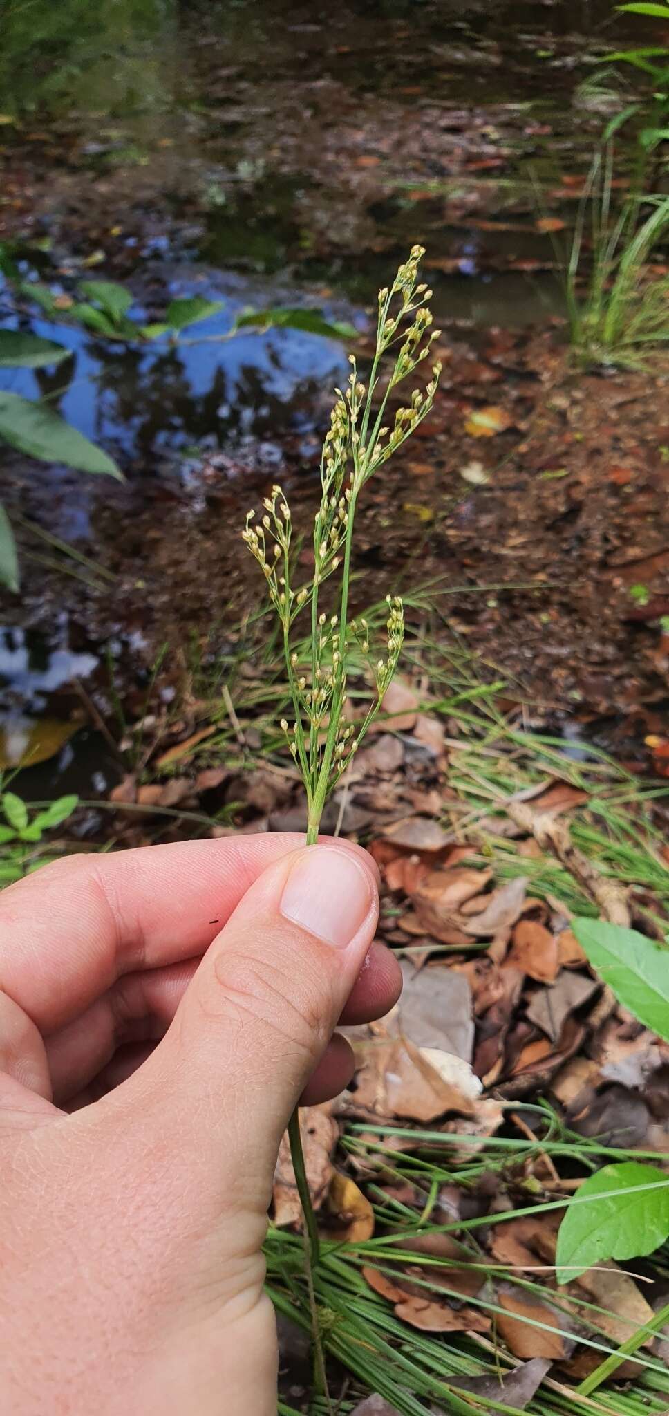 Imagem de Fimbristylis quinquangularis (Vahl) Kunth