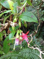 Image of New Zealand fuchsia