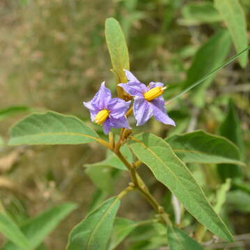 Image de Solanum campylacanthum subsp. campylacanthum