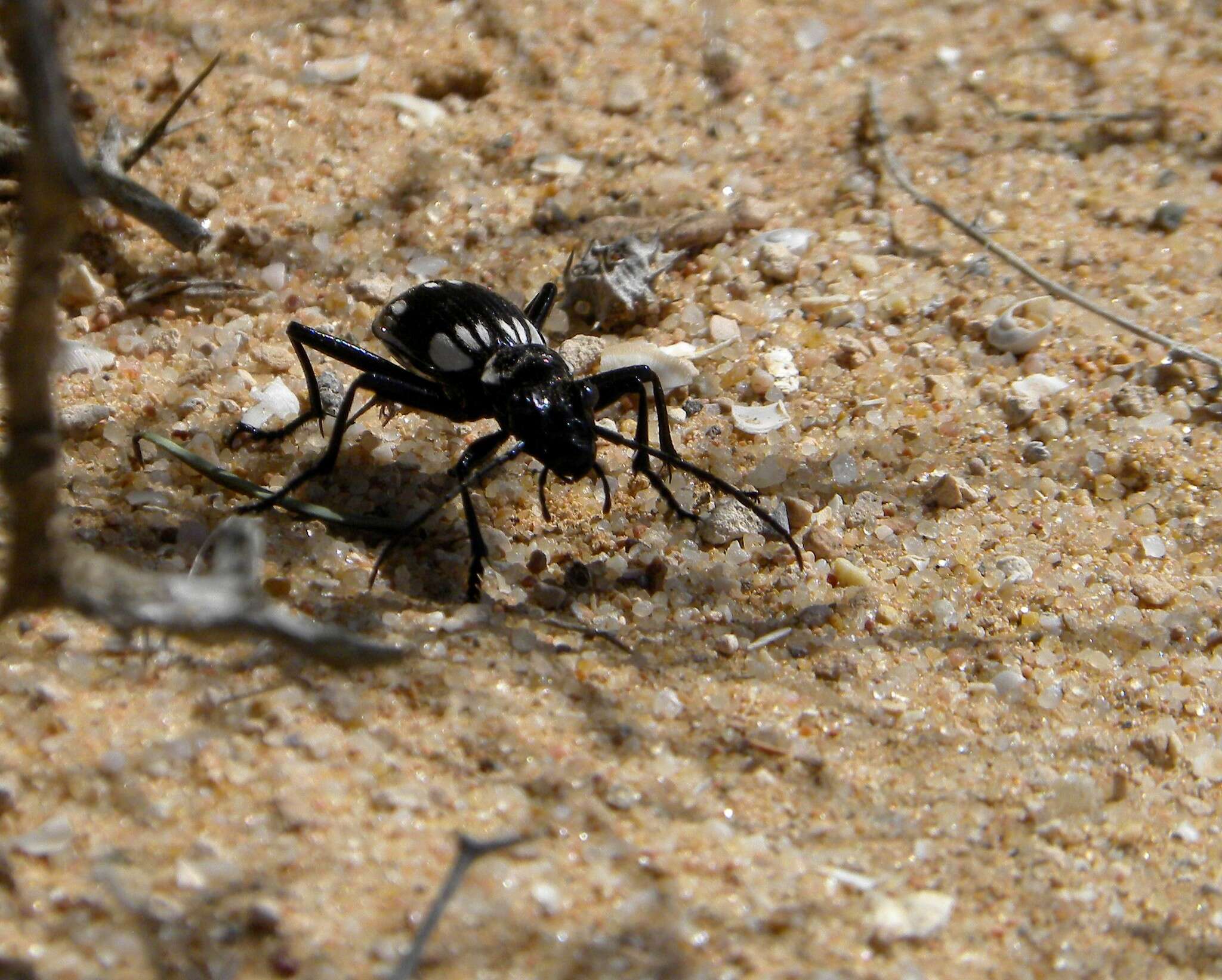 Image of Anthia (Termophilum) sexmaculata (Fabricius 1787)