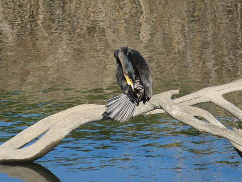 Image of Phalacrocorax carbo hanedae Kuroda & Nagamichi 1925