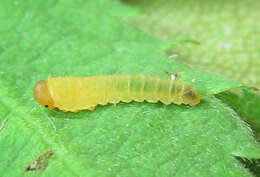 Image of Endelomyia aethiops (Fabricius)