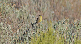 Image of Drakensberg Siskin