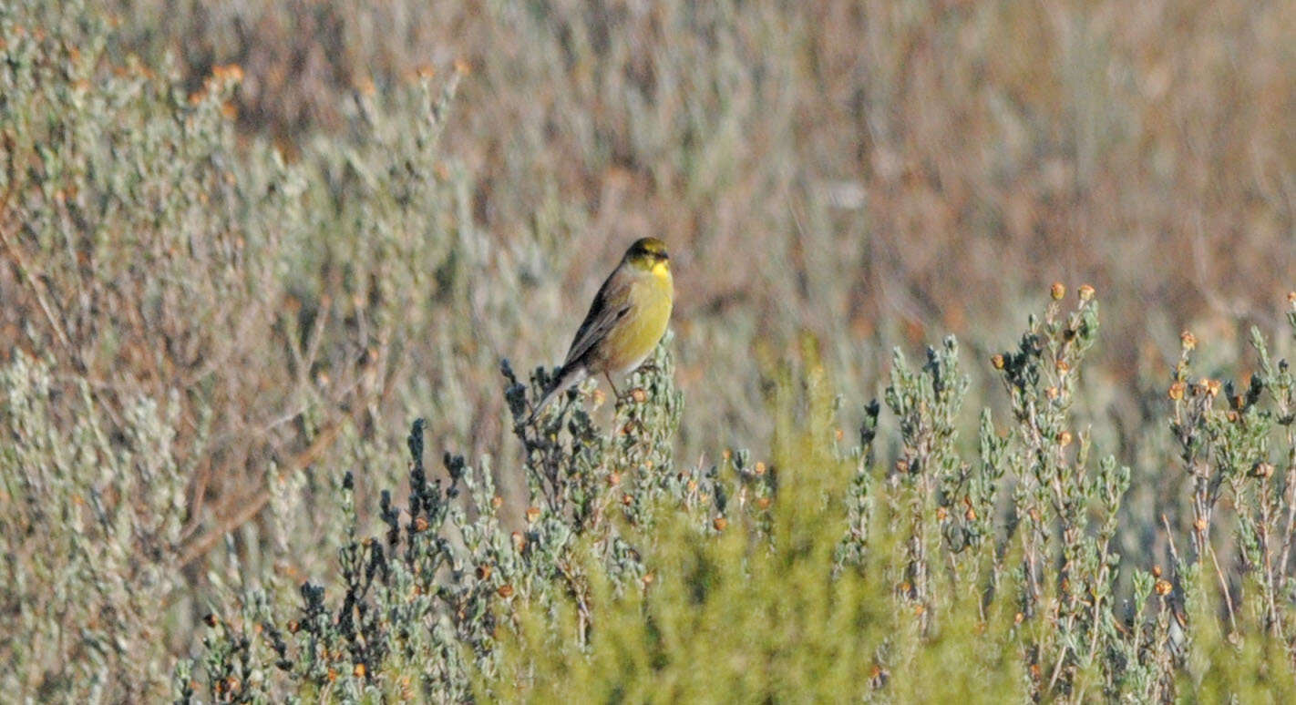 Image of Drakensberg Siskin