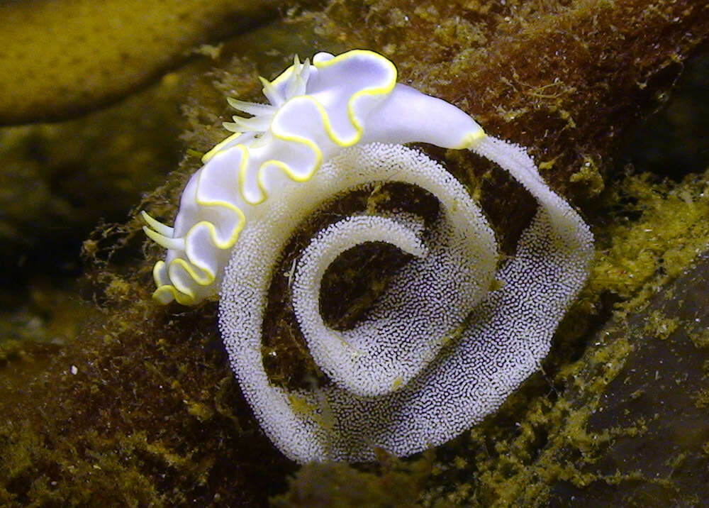 Image of Glossodoris buko Matsuda & Gosliner 2018