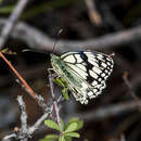 Image of Melanargia parce Staudinger 1882