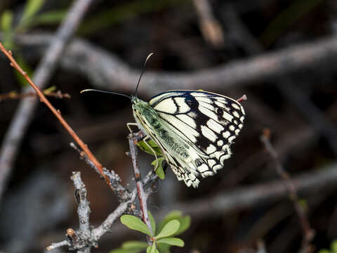 Image of Melanargia parce Staudinger 1882