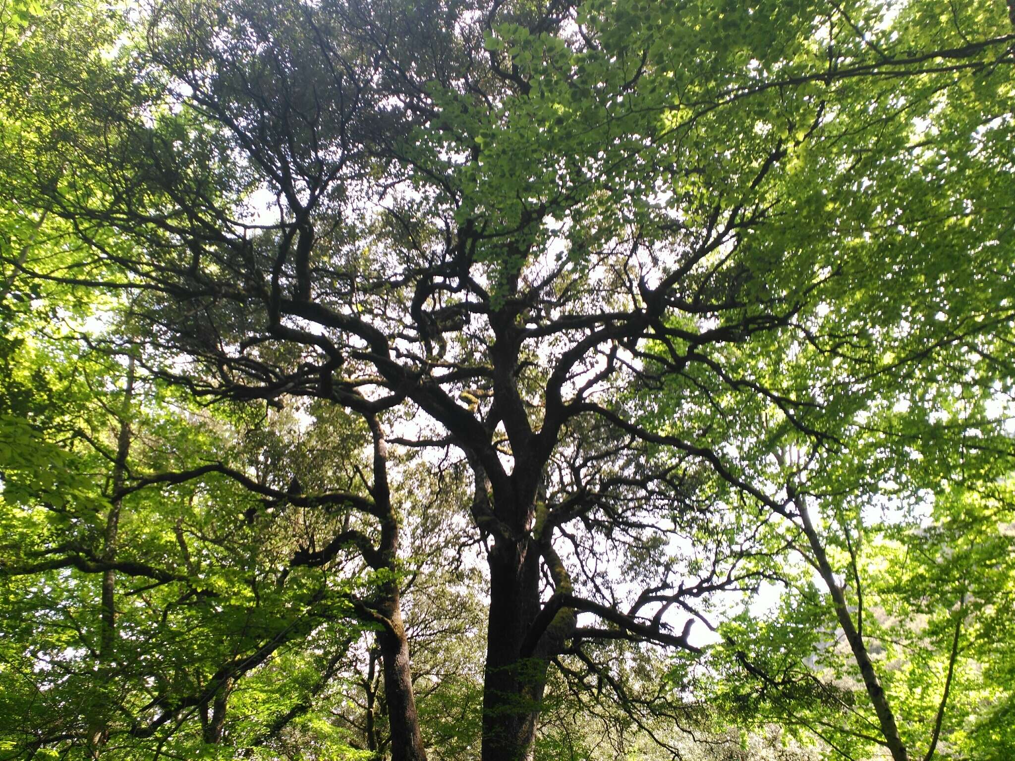 Image of Holm Oak