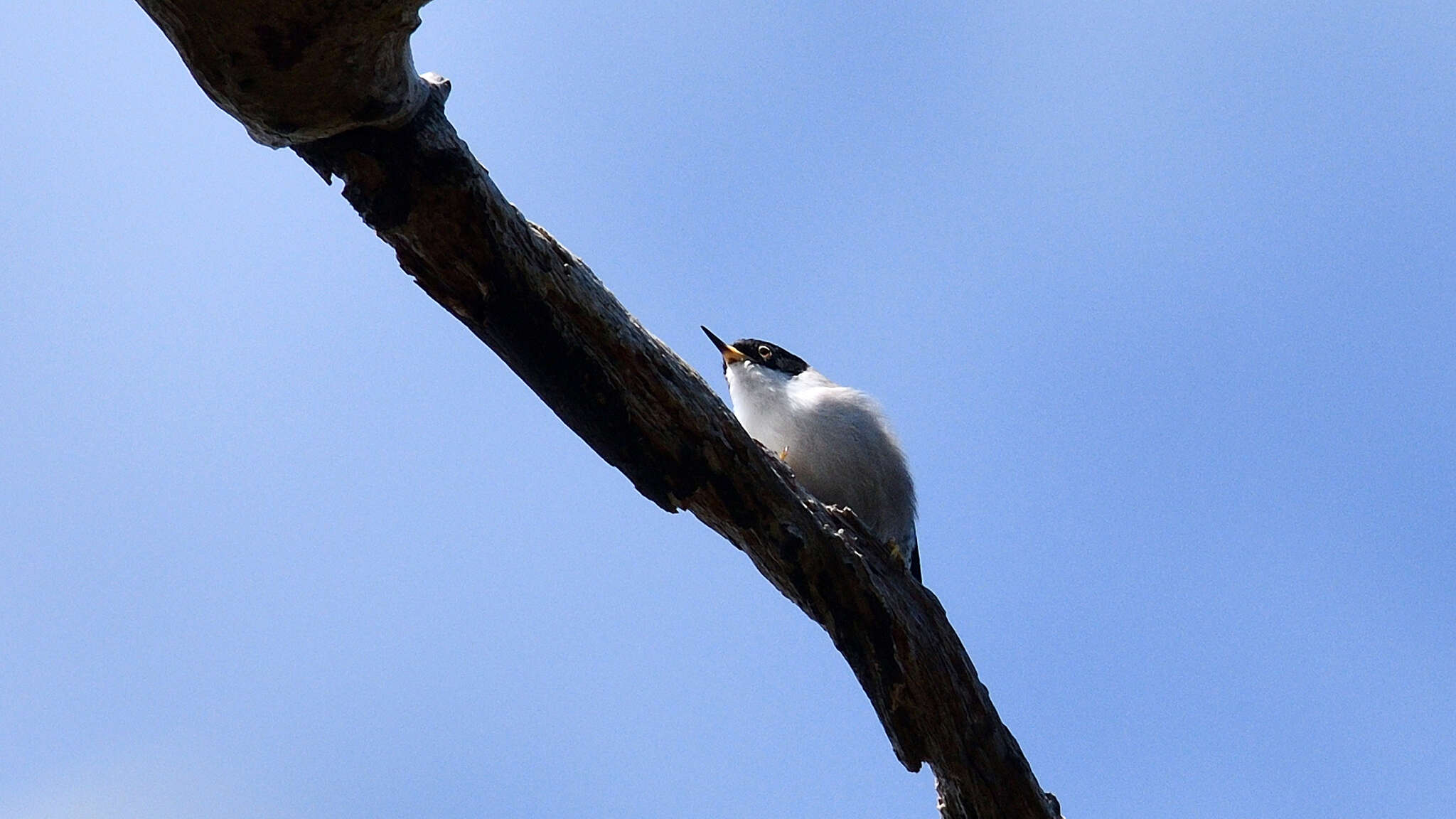 Image of Daphoenositta chrysoptera pileata (Gould 1838)