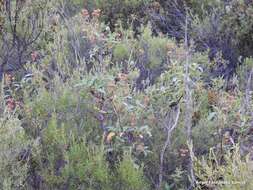 Image of Laurel-leaved Rock-rose