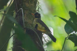 Image of Sclater's Nightingale-Thrush