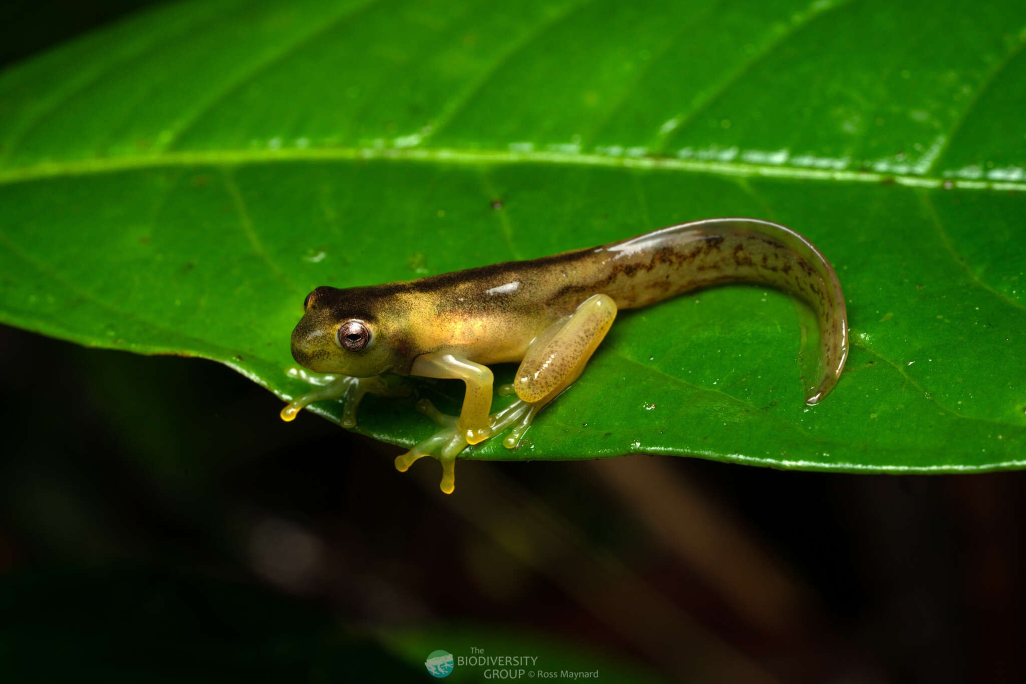 Image of Hyloscirtus mashpi Guayasamin, Rivera-Correa, Arteaga-Navarro, Culebras, Bustamante, Pyron & Peñafiel et al. 2015