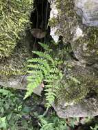 Image of Tennessee bladderfern