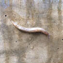 Image of grey field slug