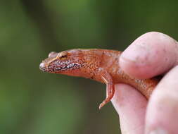 Image de Gyrinophilus porphyriticus danielsi (Blatchley 1901)