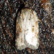 Image of Acleris ptychogrammos Zeller 1875