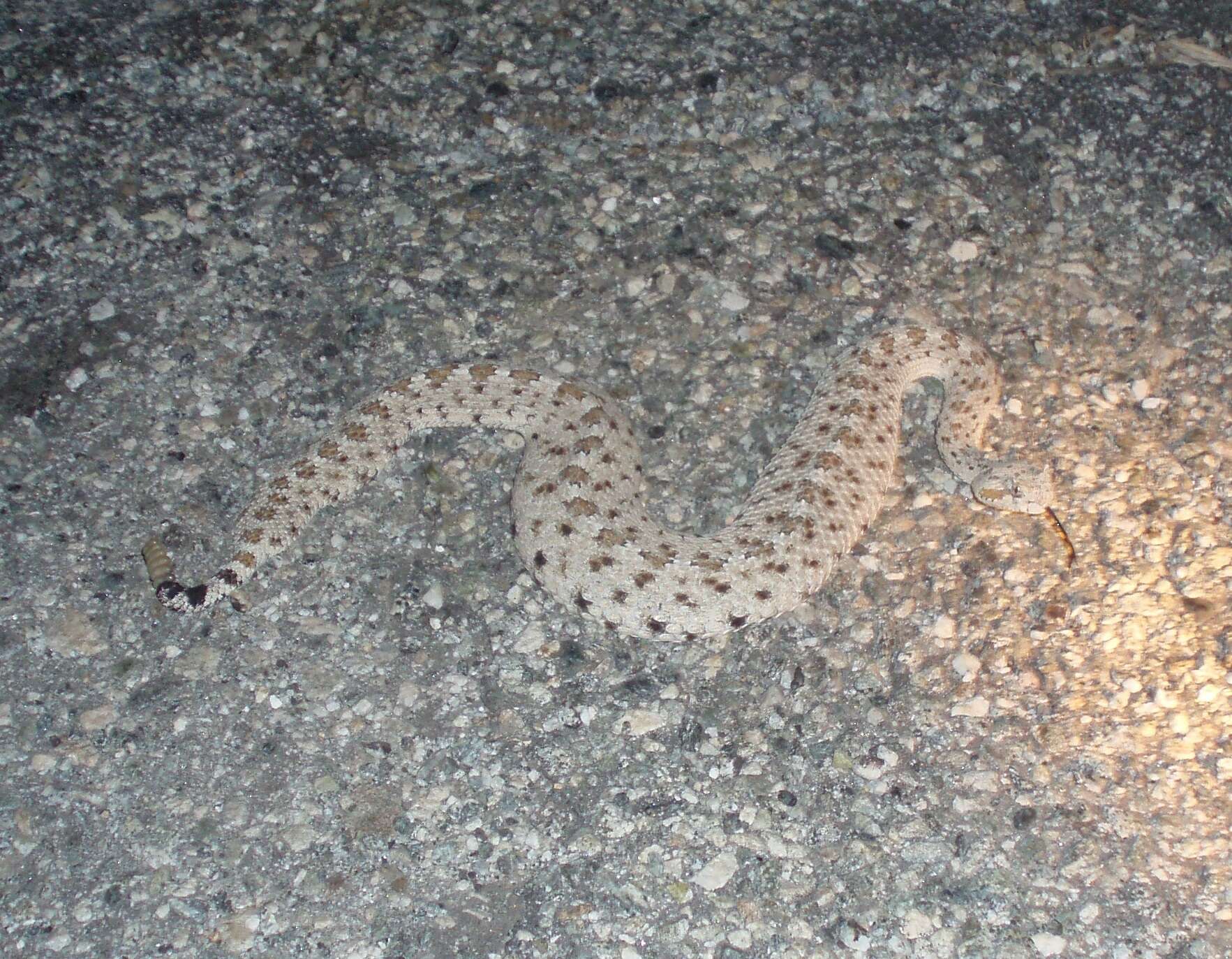 Image of Crotalus cerastes laterorepens Klauber 1944