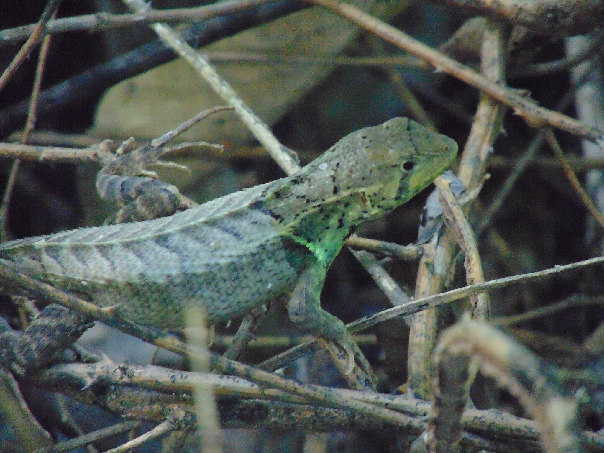 Image of Stenocercus iridescens (Günther 1859)