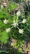 Image de Lomatium dasycarpum subsp. tomentosum (Benth.) Theob.