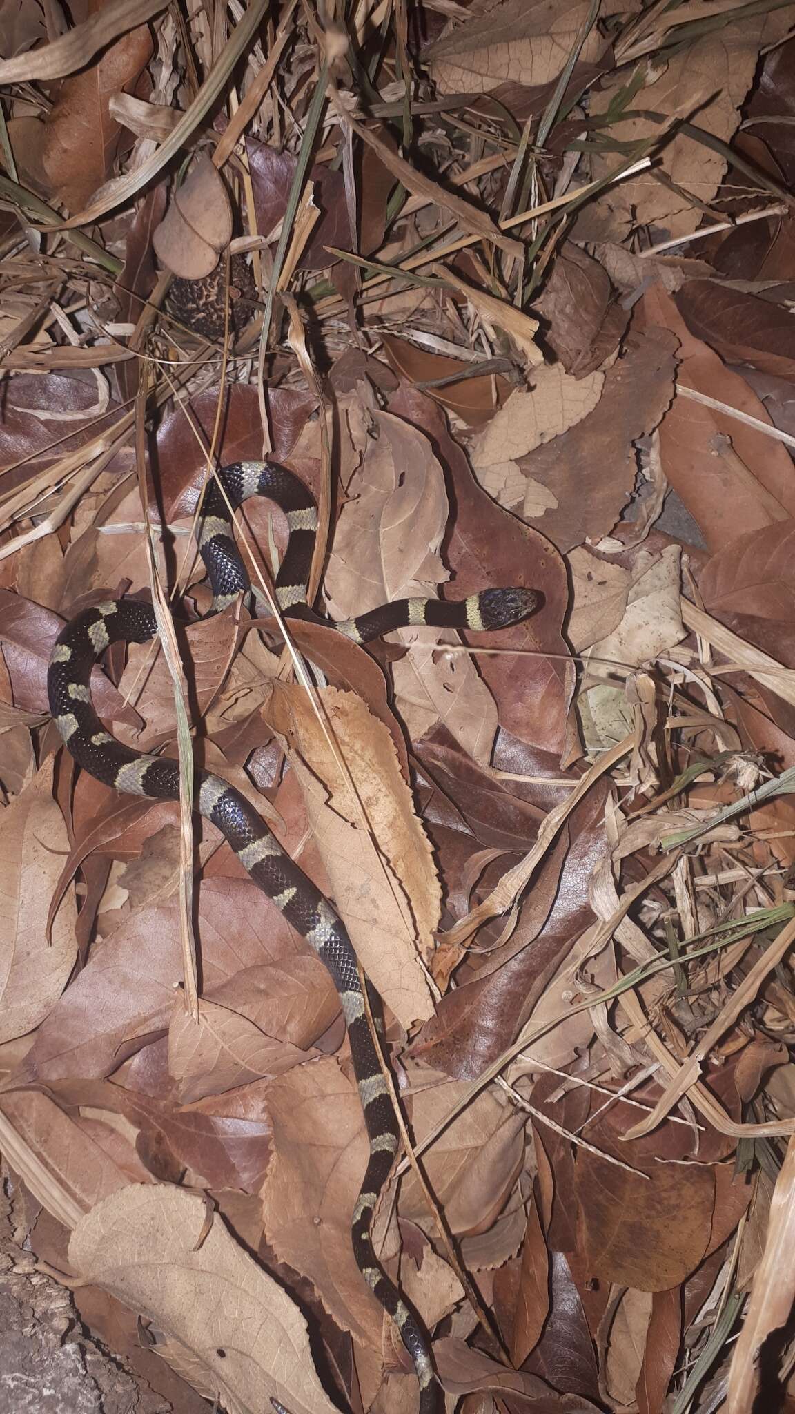 Image of Black-banded Cat-eyed Snake