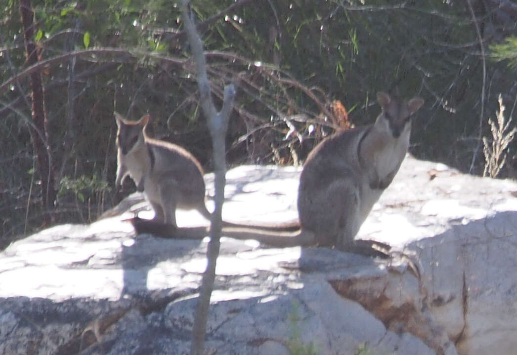 Image of Short-eared Rock Wallaby