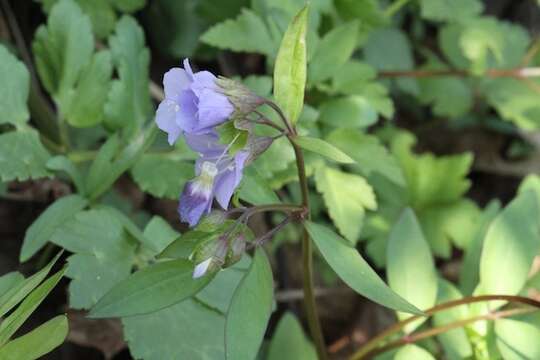 Image of Greek valerian