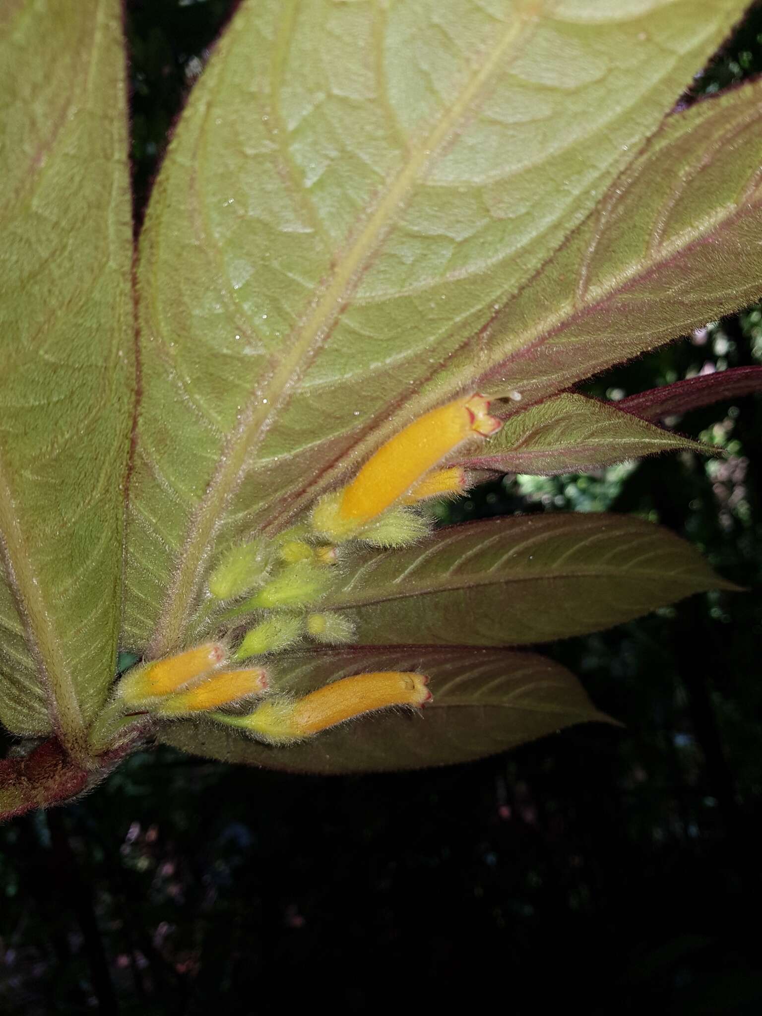 Image of Columnea polyantha (Wiehler) L. E. Skog