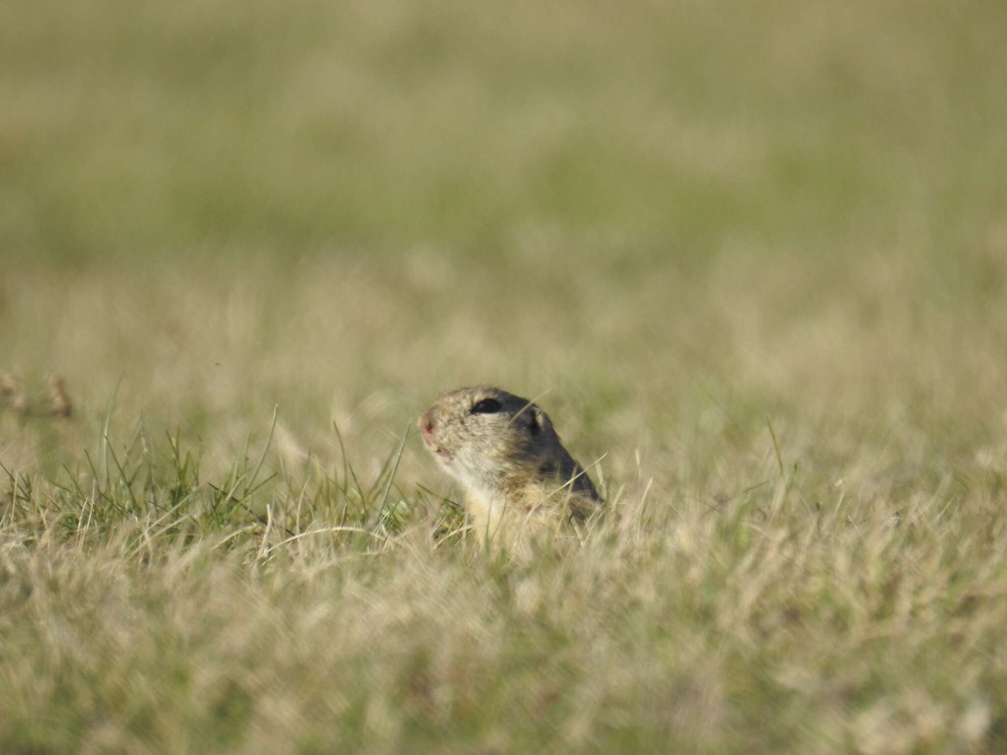 Imagem de Spermophilus citellus (Linnaeus 1766)