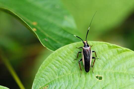 Image of Hemithyrsocera histrio (Burmeister 1838)