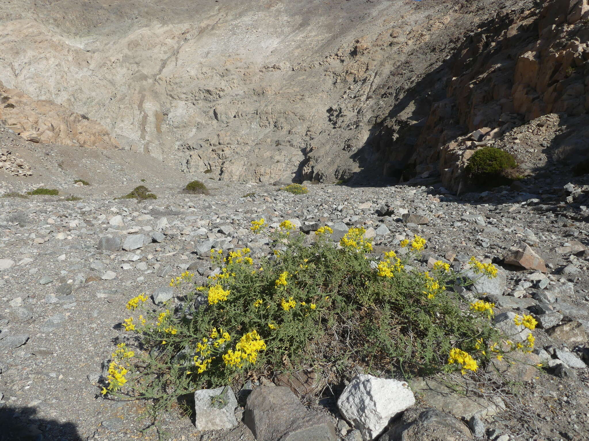 Image of Solanum chilense (Dun.) Reiche