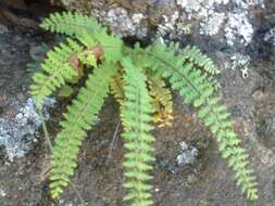 Image of golden lipfern