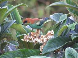 Image of Chestnut-backed Tanager