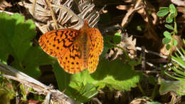 Image of Boloria epithore chermocki Perking & Perkins 1966