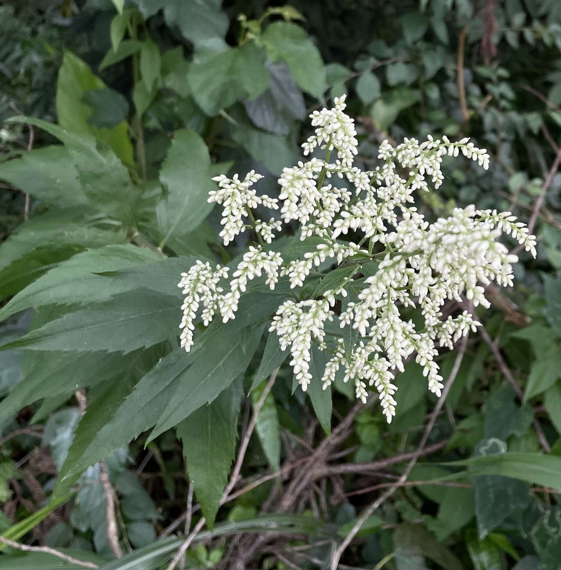 Слика од Artemisia anomala S. Moore