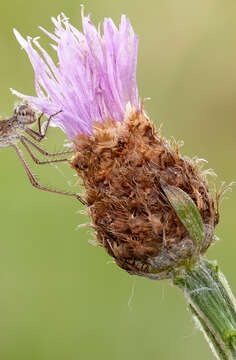 Image of Centaurea jacea subsp. jacea