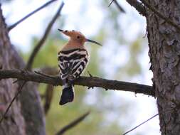 Image of Eurasian Hoopoe