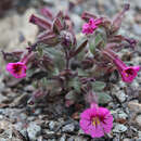 Image of Fremont's monkeyflower