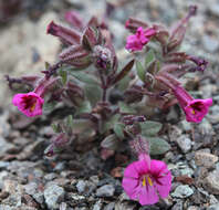 Image of Fremont's monkeyflower