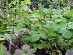 Sivun Rubus loganobaccus L. H. Bailey kuva