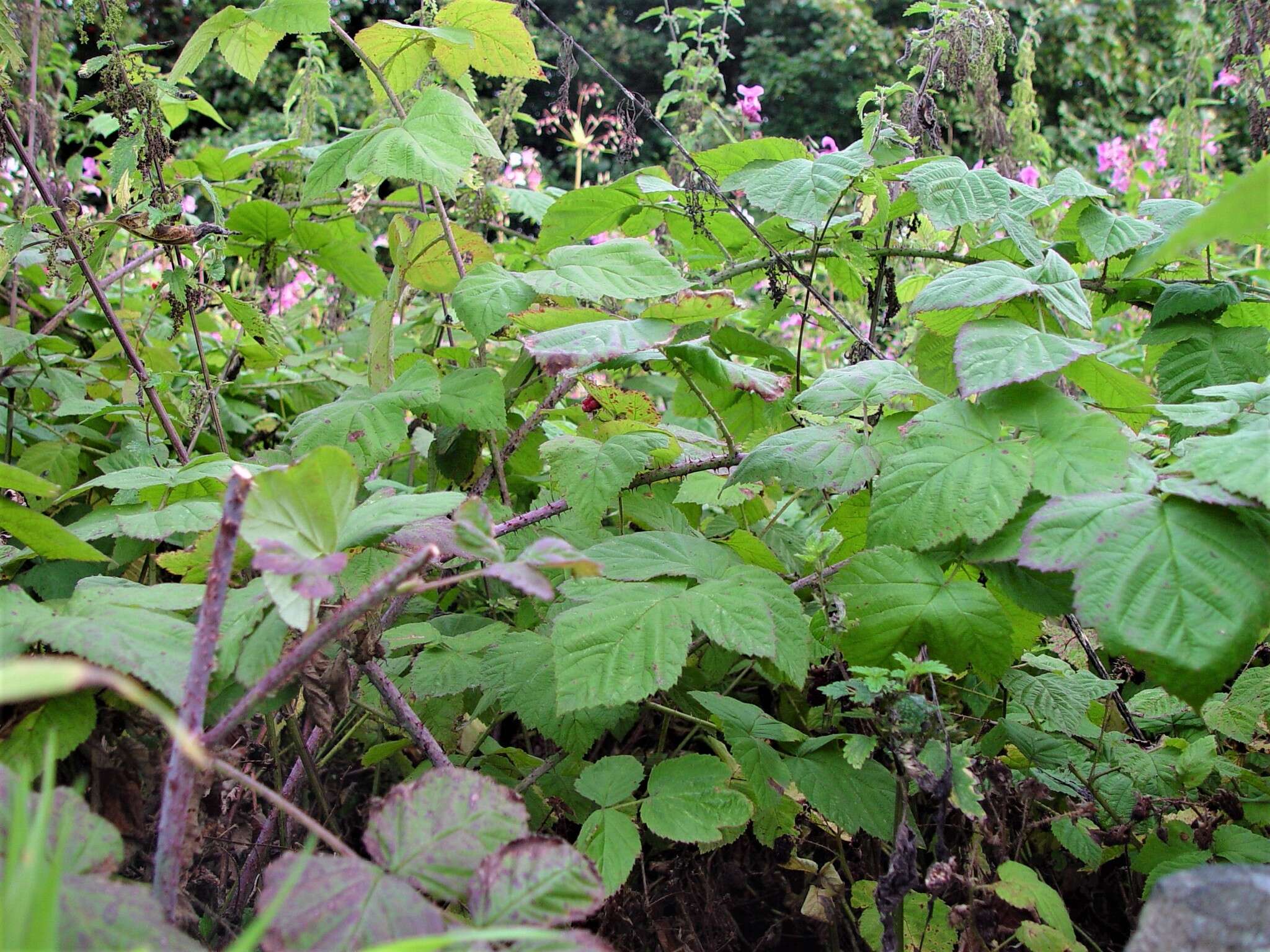 Слика од Rubus loganobaccus L. H. Bailey