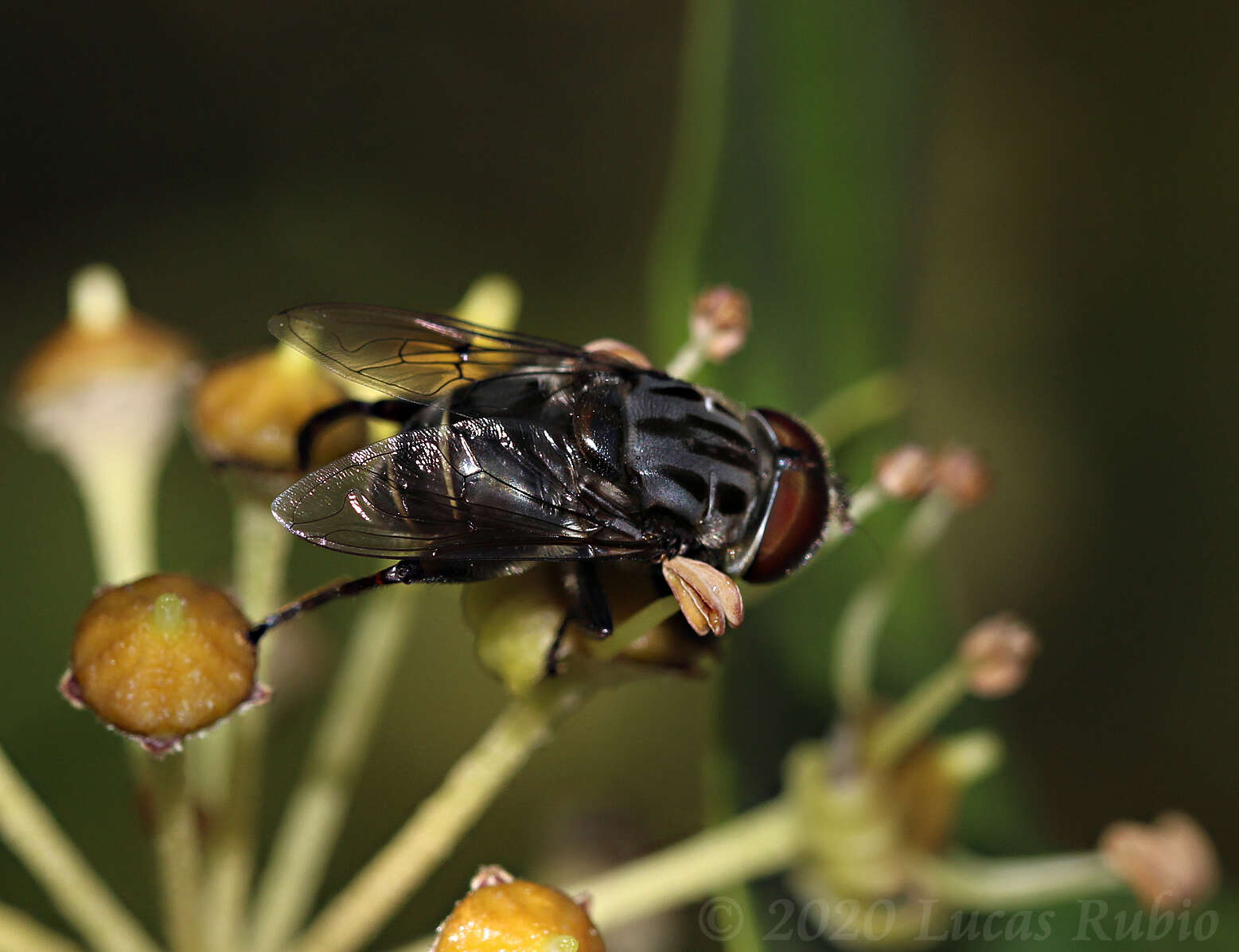 Image of Palpada furcata (Wiedemann 1819)