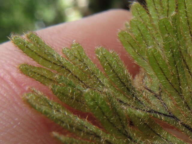 Image of Hymenophyllum aeruginosum (Poir.) Carm.